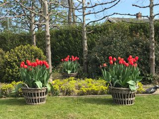 Trio of large planters with red tulips