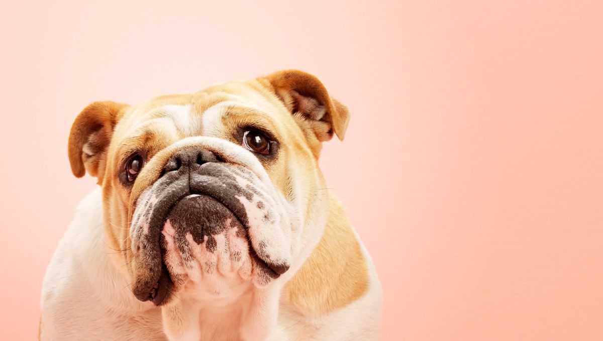 A new report finds funny dog videos relieve stress