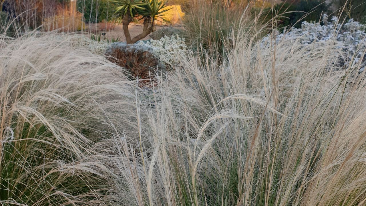 ornamental grass stipa tenuissima