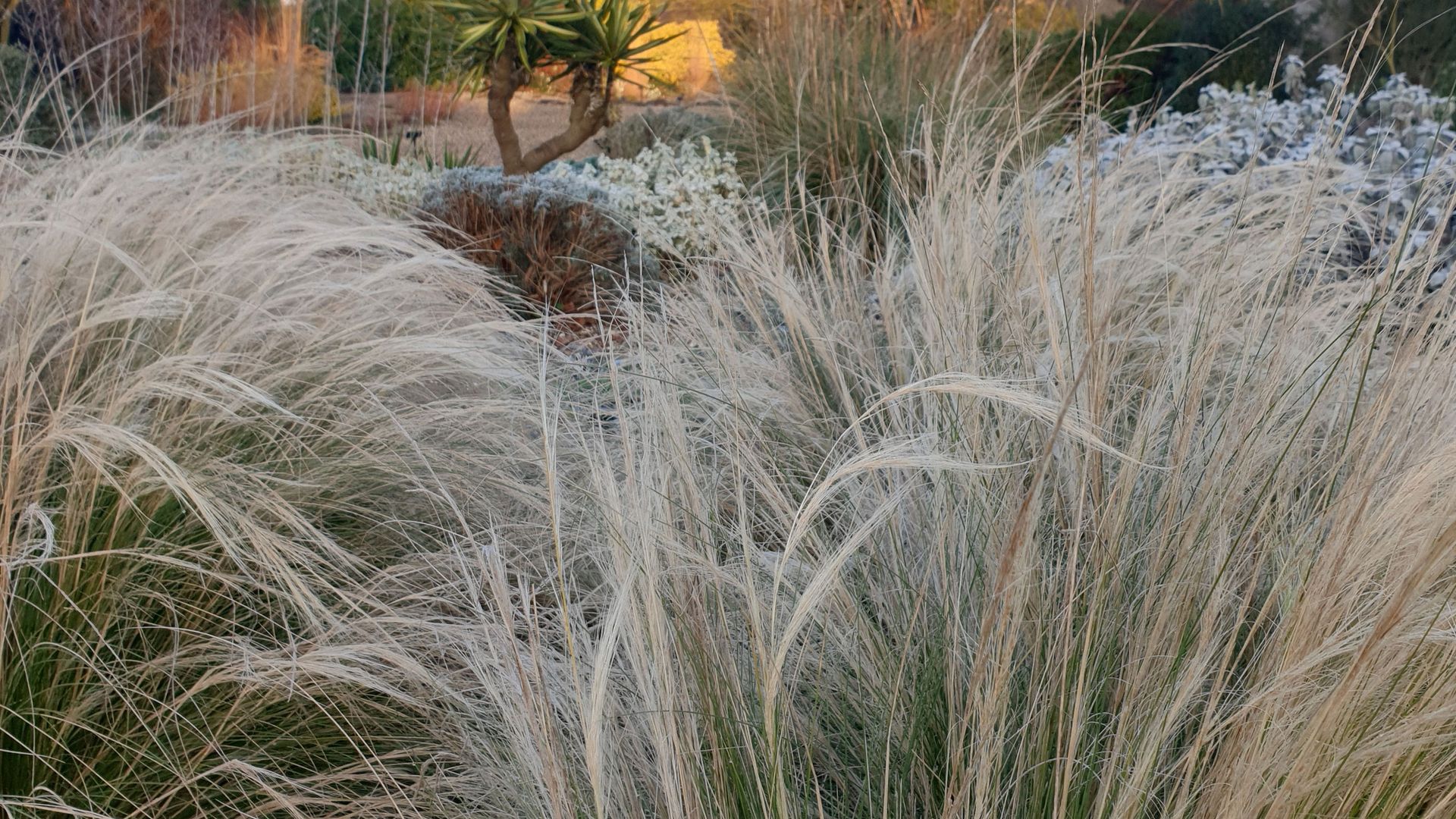 How to trim ornamental grasses when and how to prune them Gardeningetc
