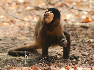 Capuchin monkey with rock