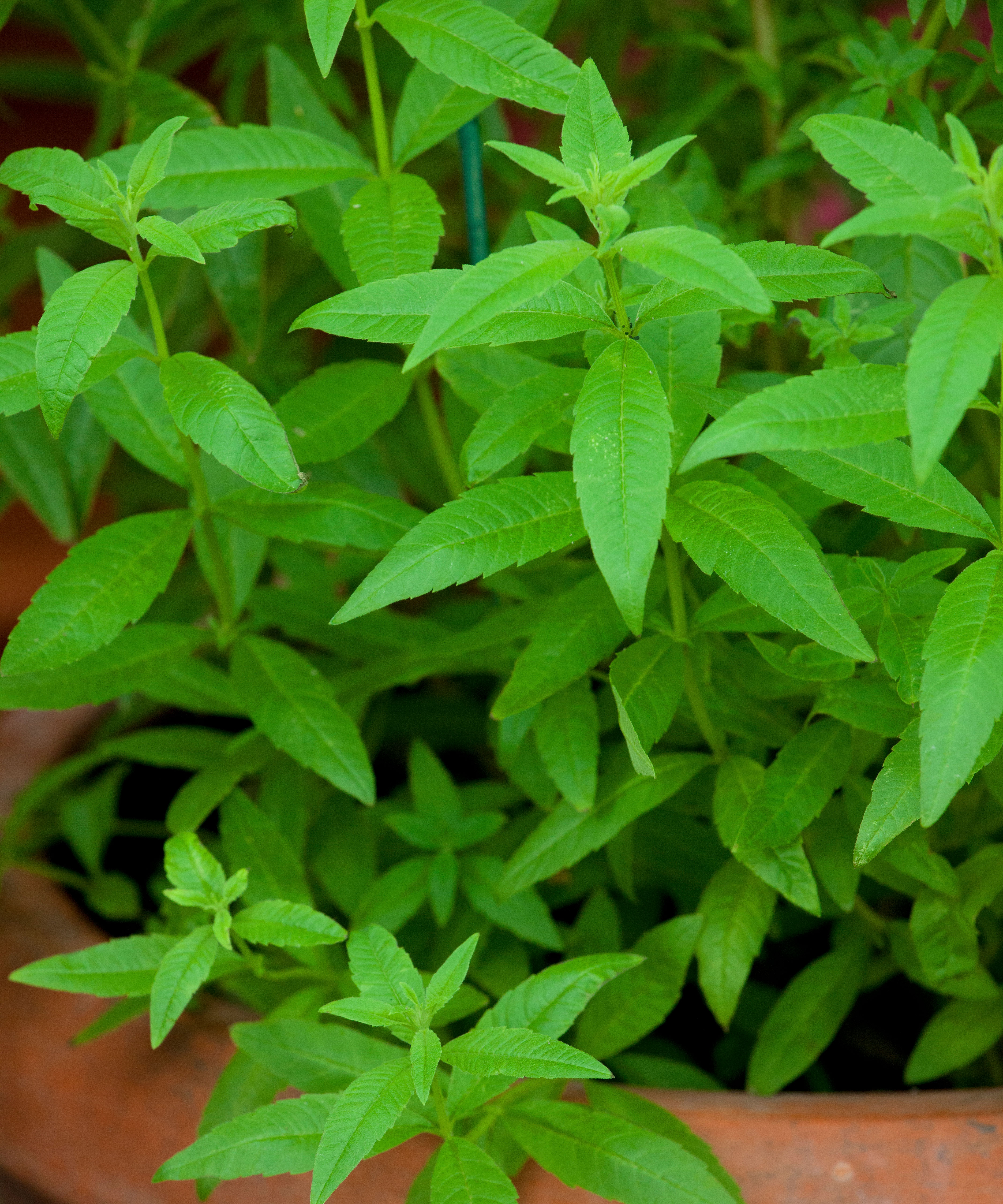 lemon verbena in a terracotta pot