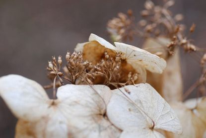 Hydrangea Plant Seeds