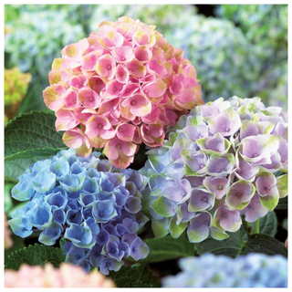 A multi-hued hydrangea plant from Jackson & Perkins