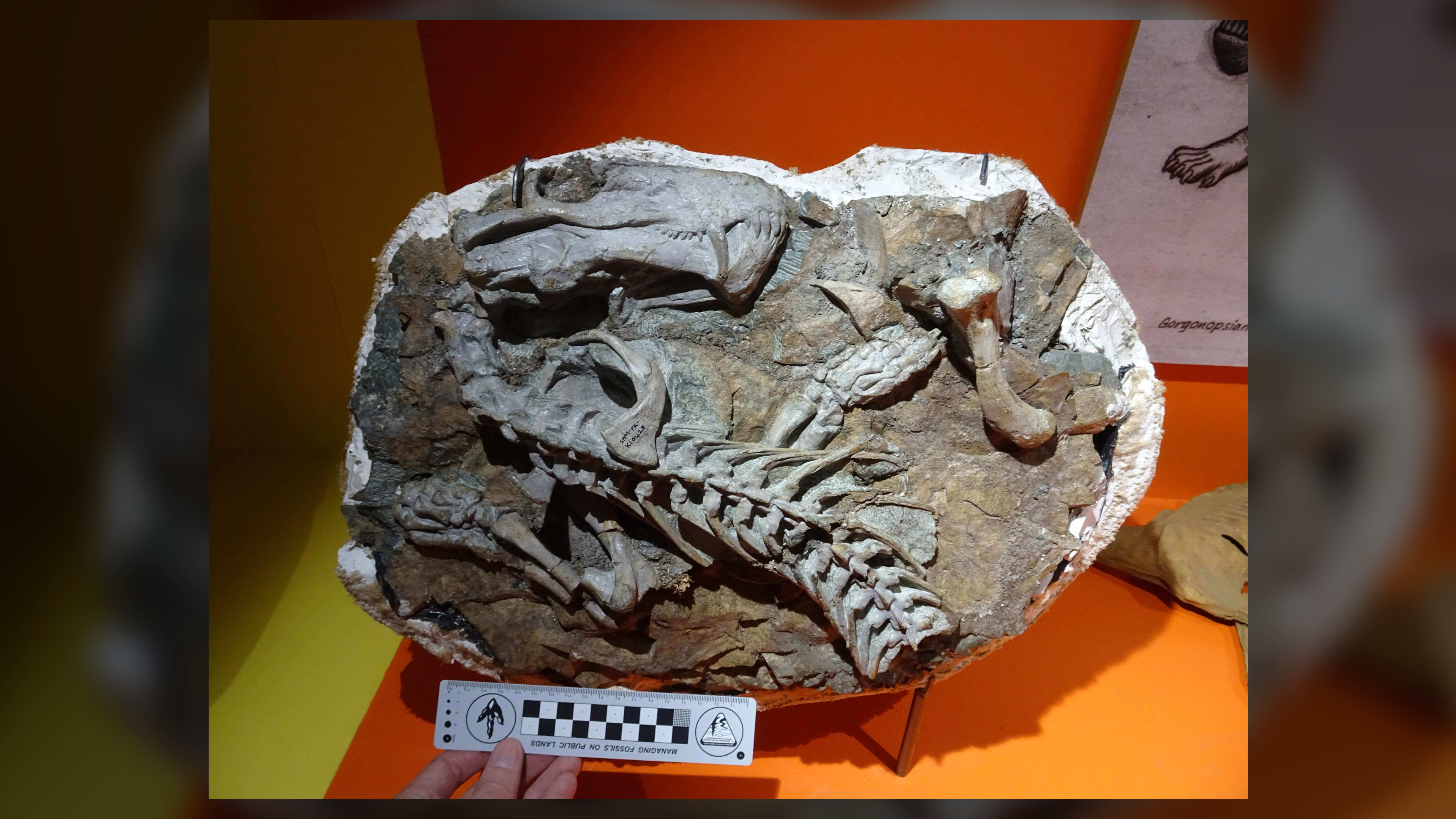 Die fossilen Überreste eines Cyonosaurus-Gorgonopsian im Iziko South African Museum in Kapstadt, Südafrika