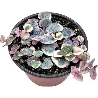 young string of hearts plant in plastic pot