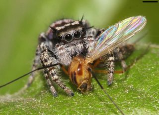 A jumping spider, <em>Phidippus mystaceus</em>, feeding on a type of fly called a nematoceran.