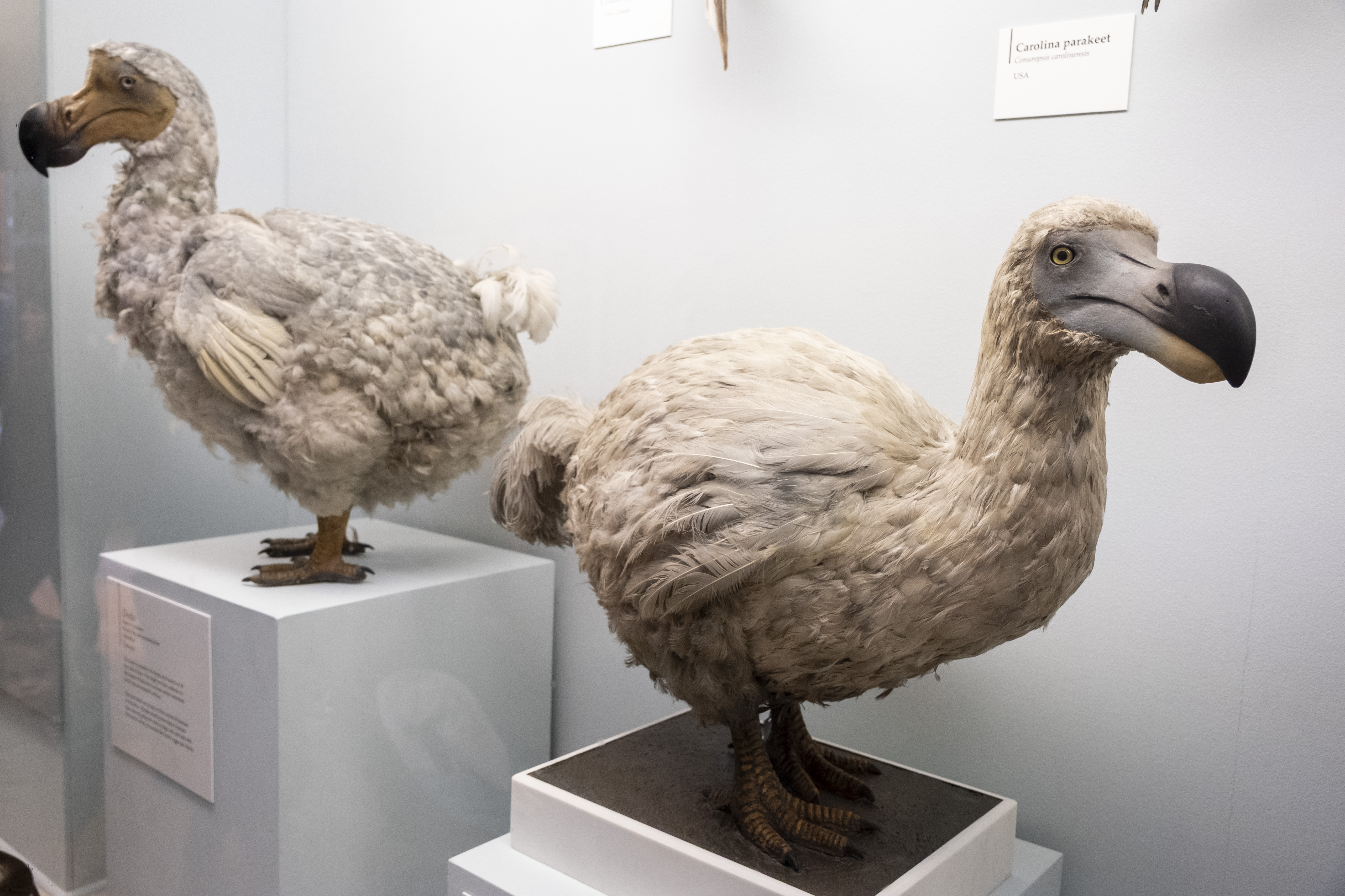Two stuffed dodos on display at the Natural History Museum
