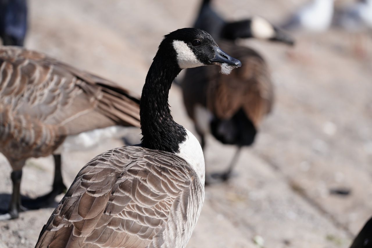 Sony FE 400mm f/4.5 GM OSS sample image