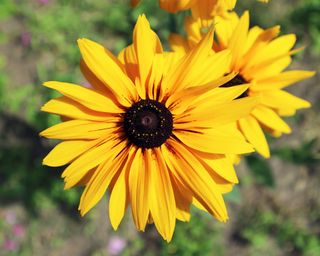 Rudbeckia Gloriosa Double black-eyed Susan