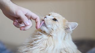 Siberian cat licking man's hand