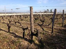 Bordeaux Sauternes vineyards