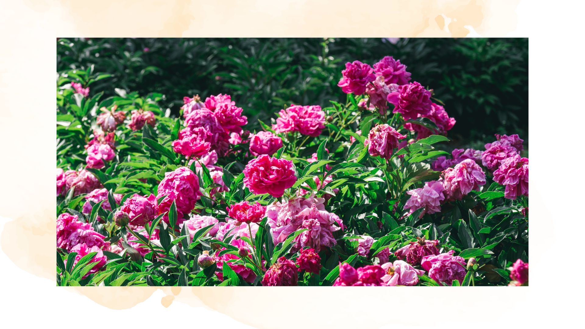 pink peonies in garden