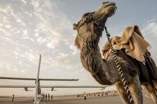 A camel on a landing strip in Rabat near the solar plane