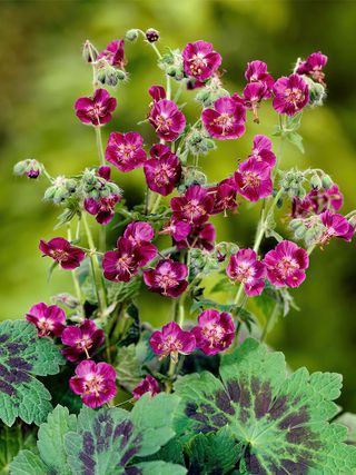 Geranium Samobor