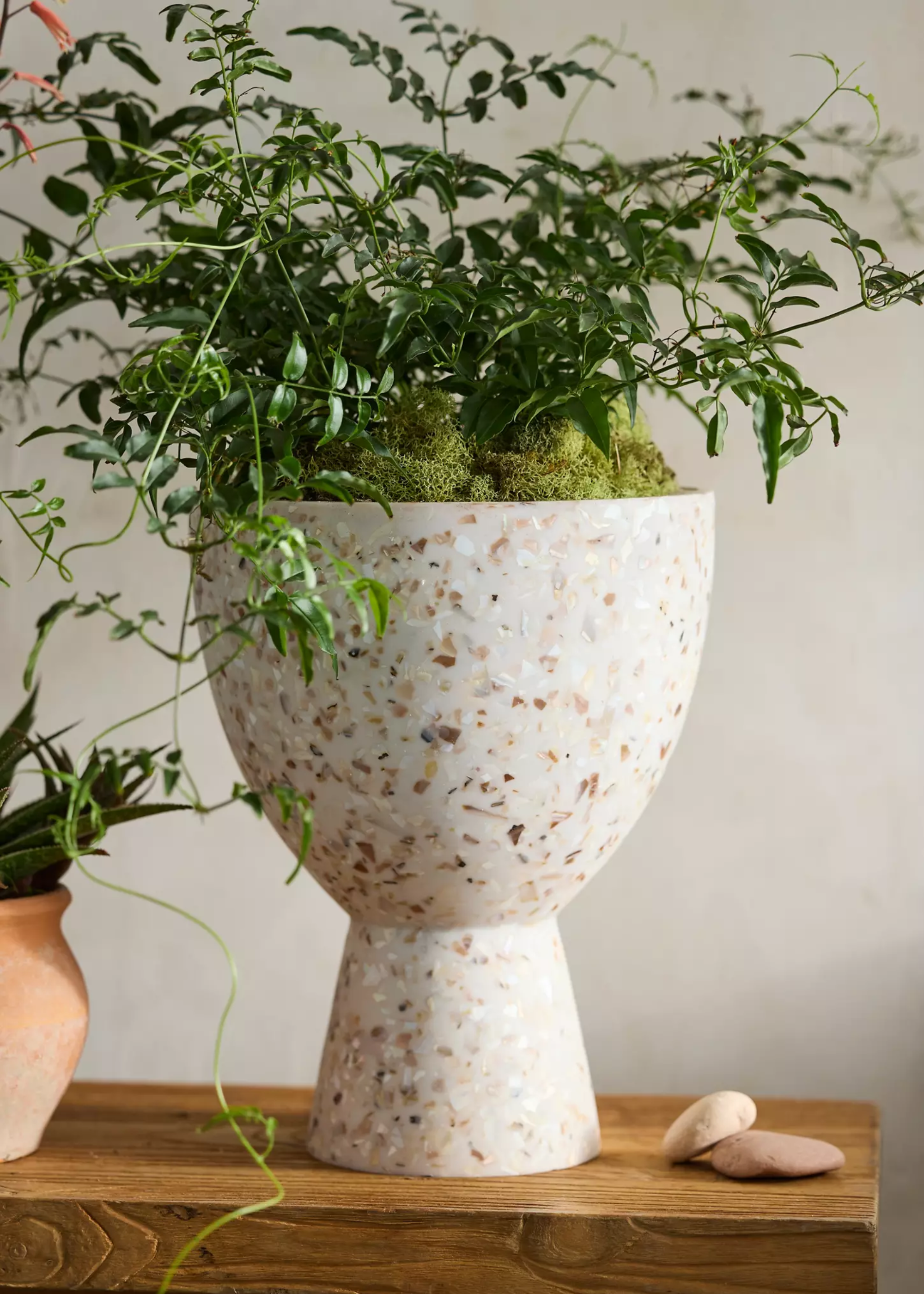 A plant with a spanish moss soil cover in a fiber terrazzo urn planter from Terrain Anthropologie