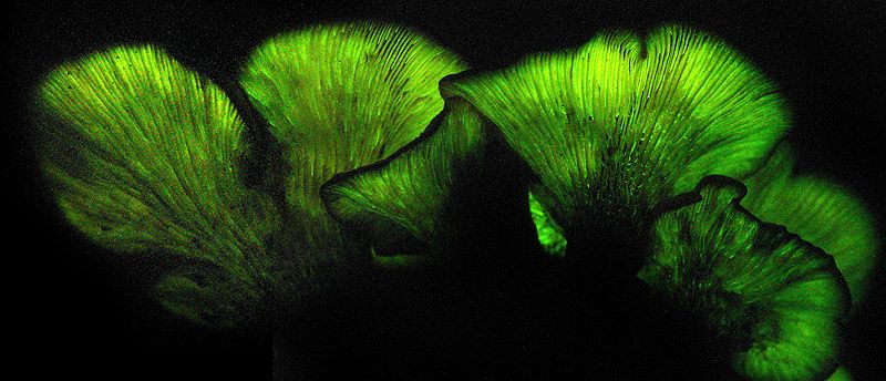 glowing mushrooms in Florida