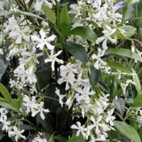 Star Jasmine | Was $59.99, now $29.40 at Nature Hills