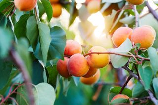 A peach tree with fruit hanging off the branch