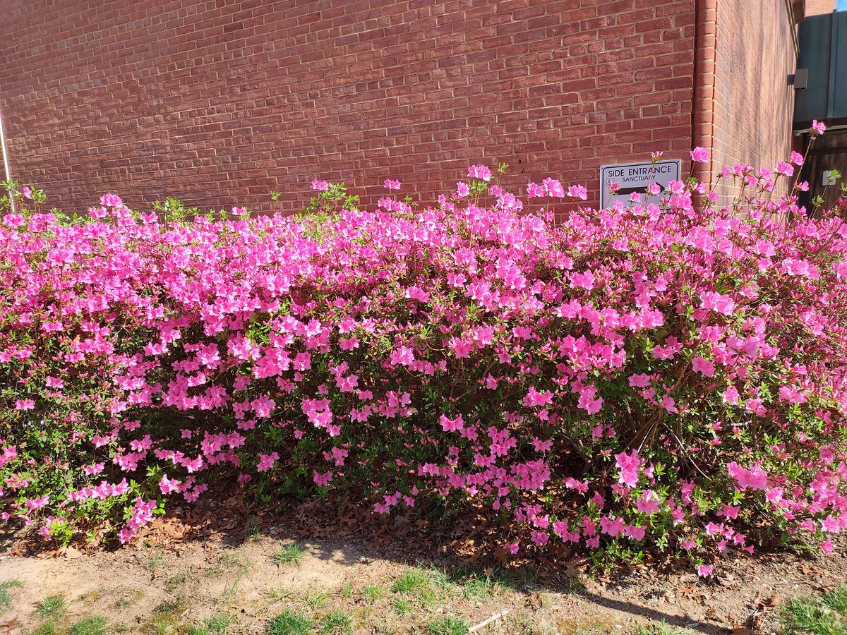 redmagic 7 pro camera sample outdoors