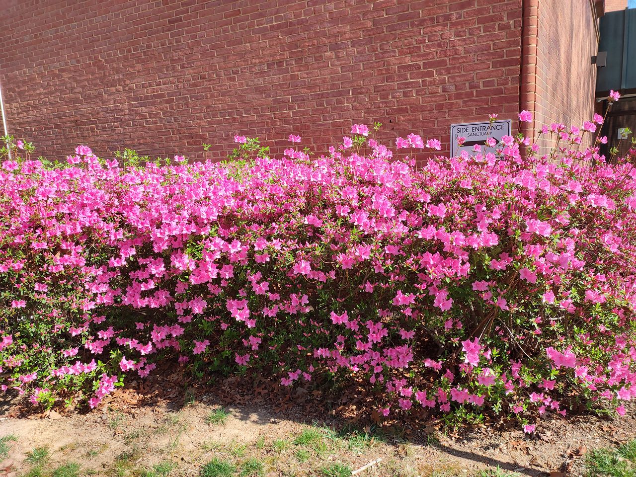redmagic 7 pro camera sample outdoors