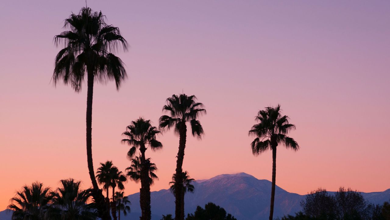 d49ep6 palm trees and san jacinto mountains at dusk rancho mirage, california