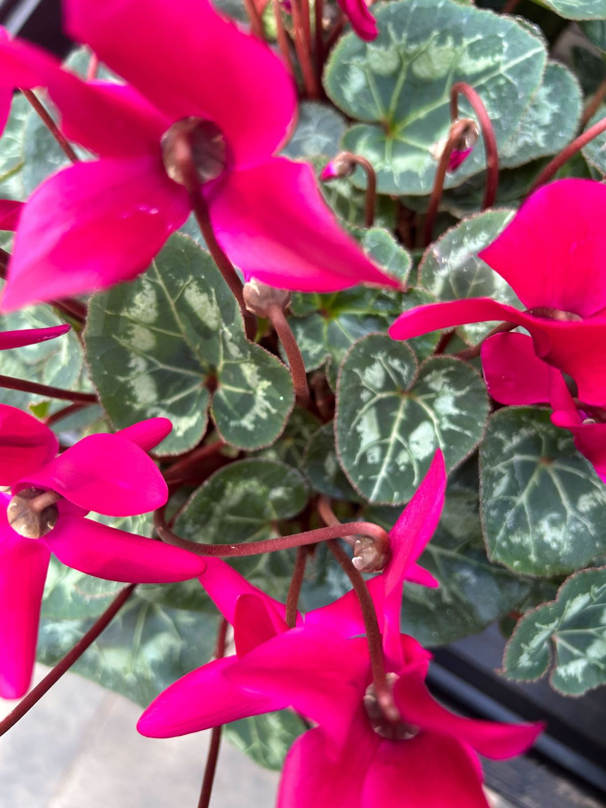 iPhone 14 Test Shot