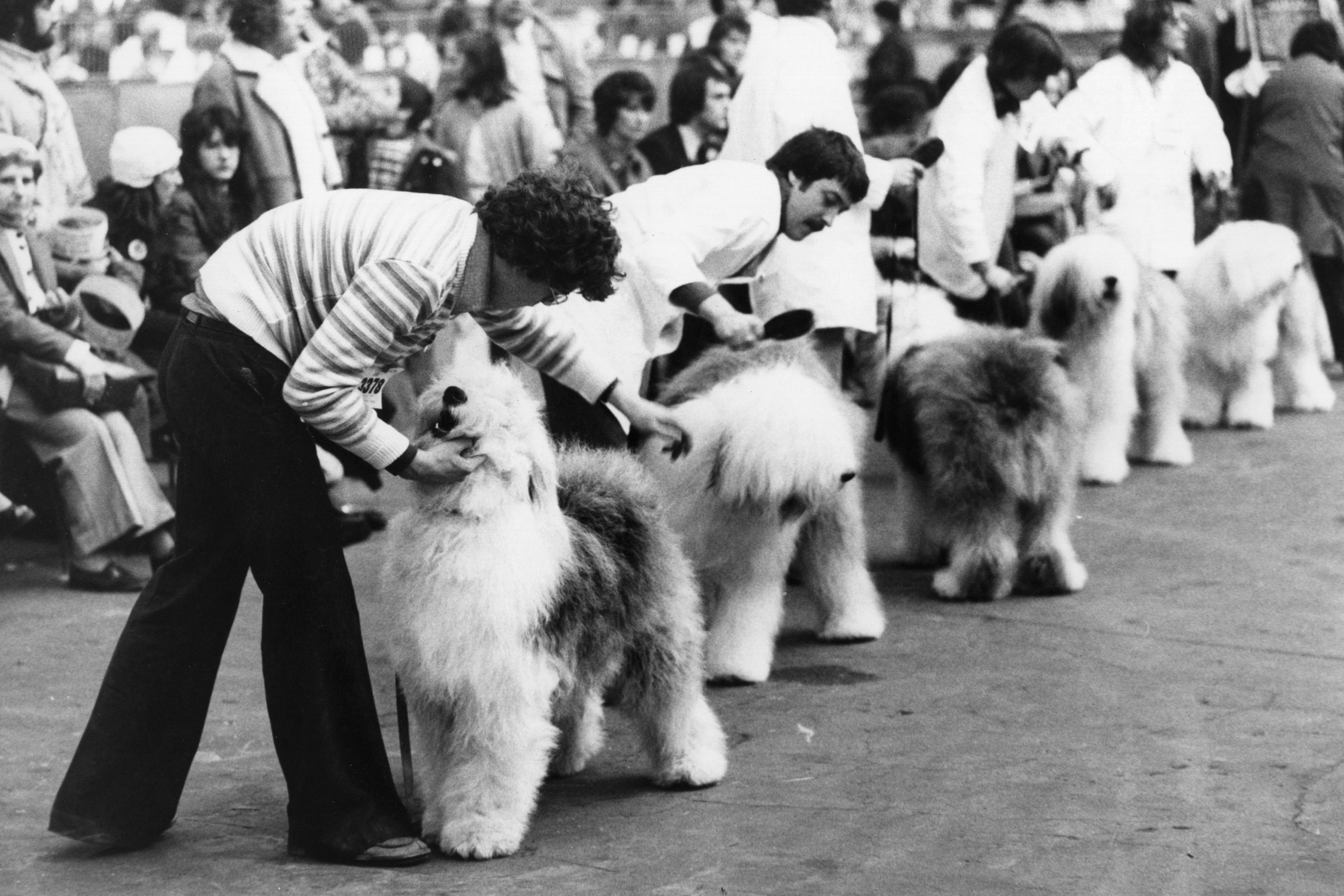 Old English sheepdogs line up for judging at Crufts, 1976.