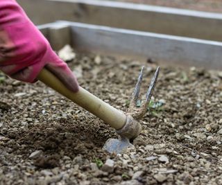 raking raised bed earth in the fall