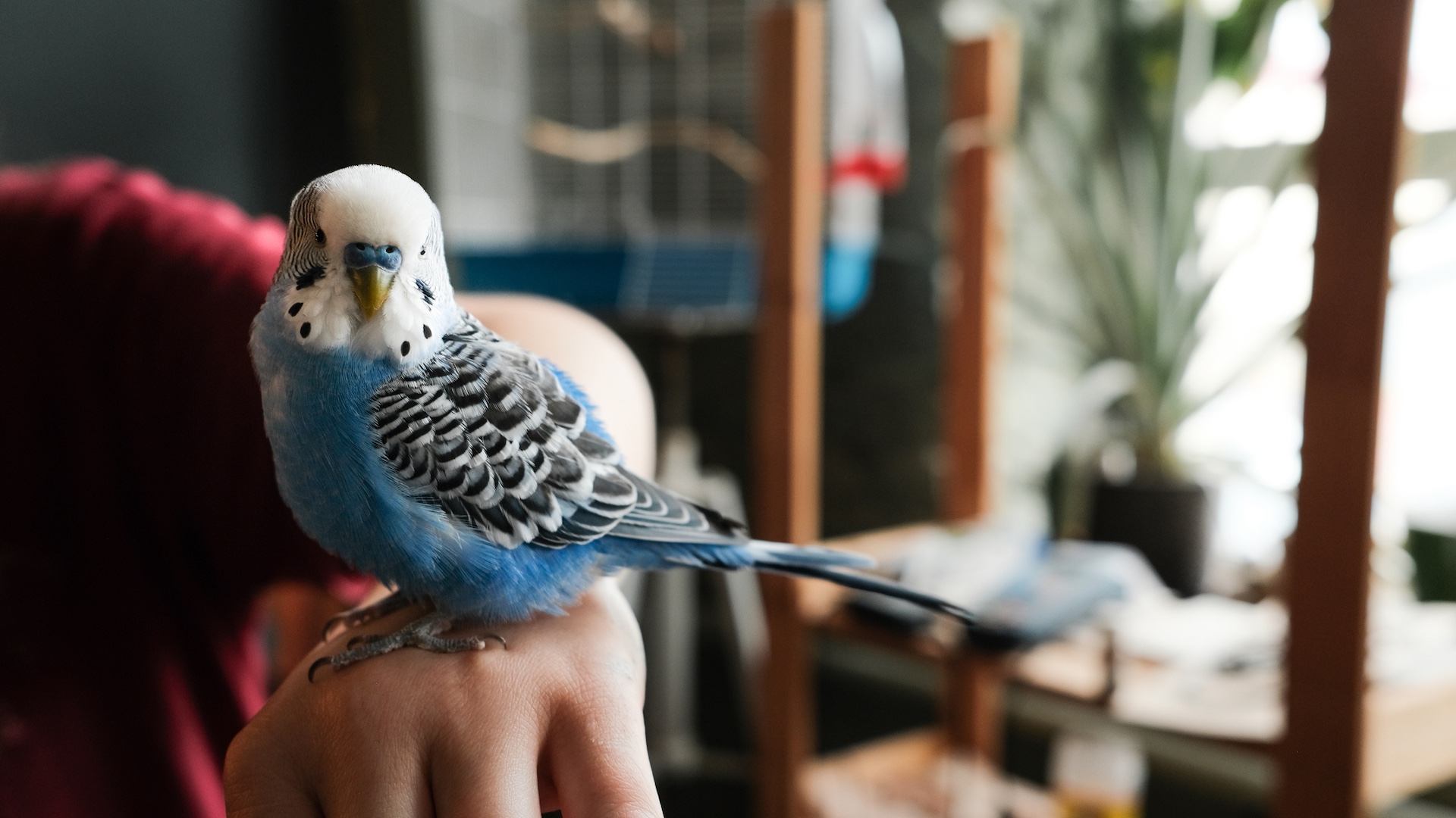 blue budgie sitting on owner's hand