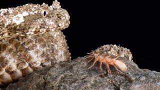 Snake curled up with its spiky bulb like tail resting on a rock.