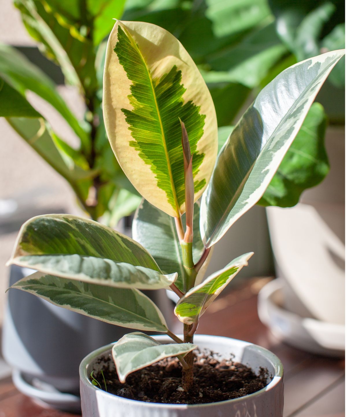 私はこれらの3つの変更を加えて、多彩なゴム植物をすべての葉を失うのを防ぎます。葉の落下を止める方法もあります。