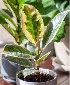 Variegated rubber plant