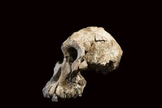 skull of australopithecus amanaensis