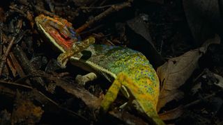 A pictured captured of the underside of a chameleon spotted on the branches of a tree moments before it died. Its skin a burst of color.