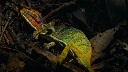 A pictured captured of the underside of the chameleon spotted on the branches in a tree moments before it died.