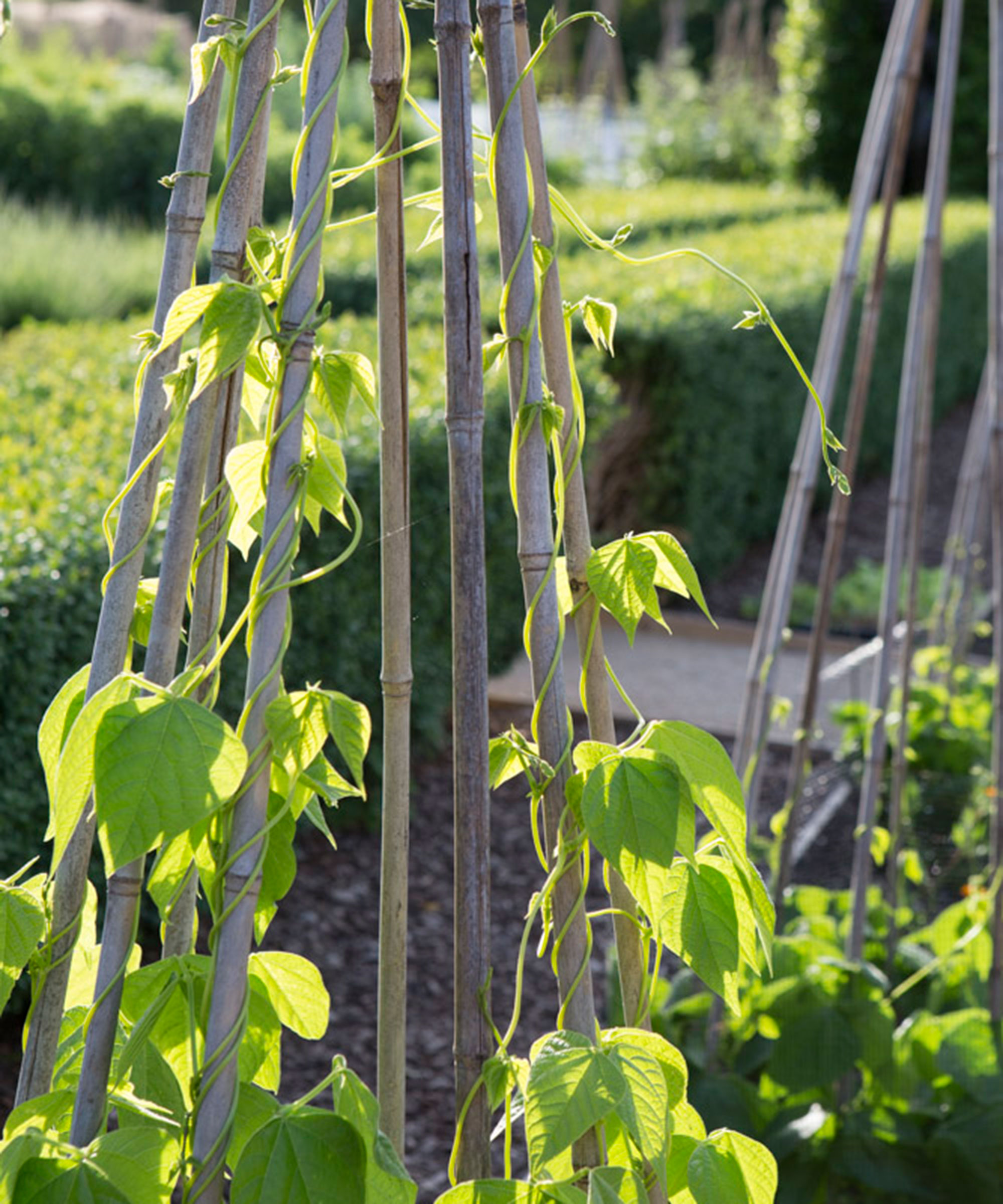 A close up shot of a green plant growing in a kitchen garden