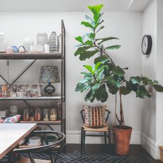 A dining room with wishbone chairs and extra large houseplant in the corner