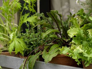 windowbox herb garden with mizuna, sorrel, lettuce