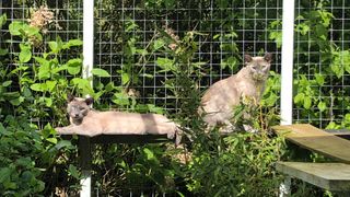 Two Tonkinese cats in outdoor cat enclosure