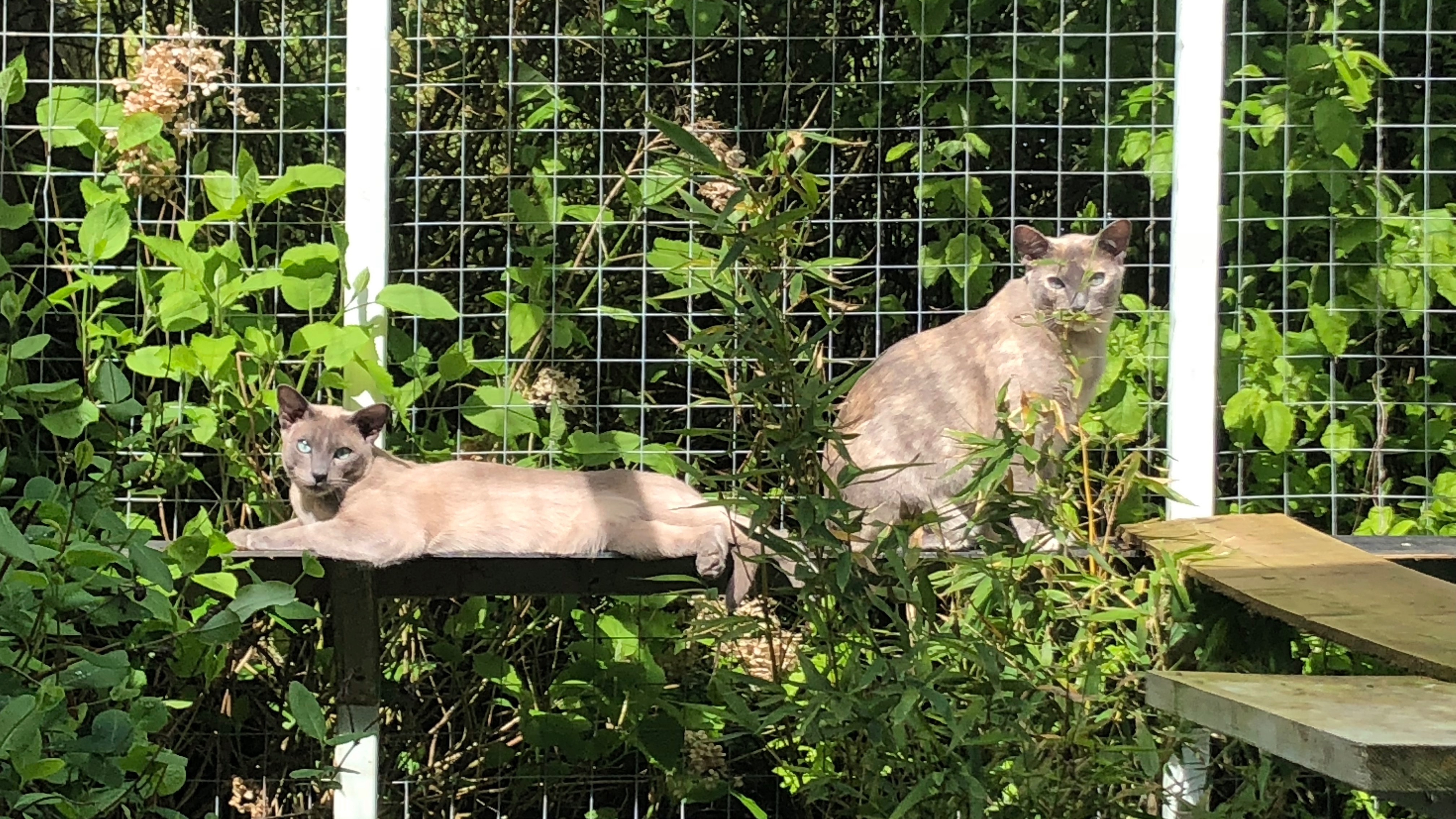 Chewy store cat enclosures