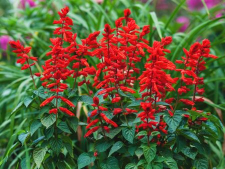 Bright red salvia flowers growing on a plant