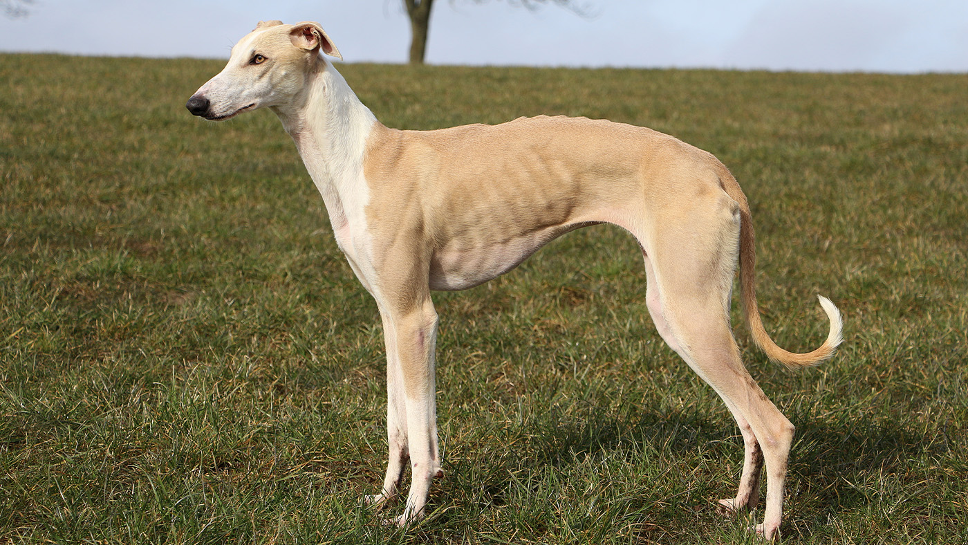 Greyhound standing side on