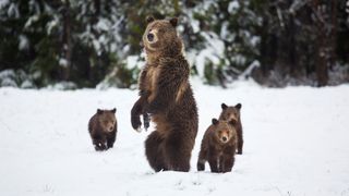 Bears in the snow