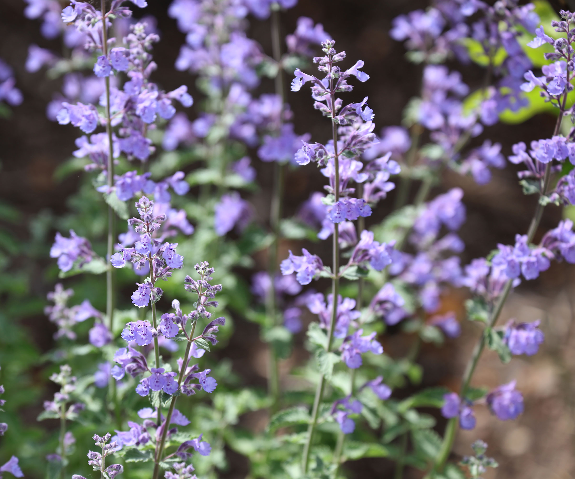 nepeta catmint plants in full bloom