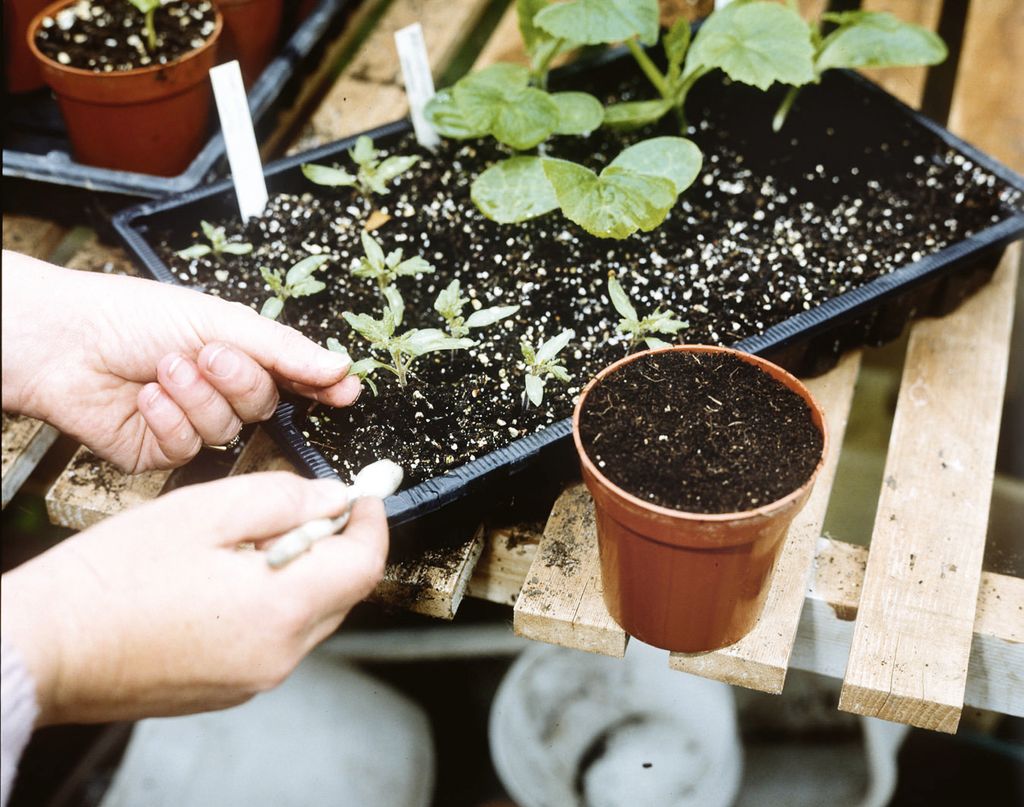 How to transplant seedlings follow our stepbystep guide Gardeningetc