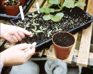 How to transplant seedlings: pricking out tomato plants