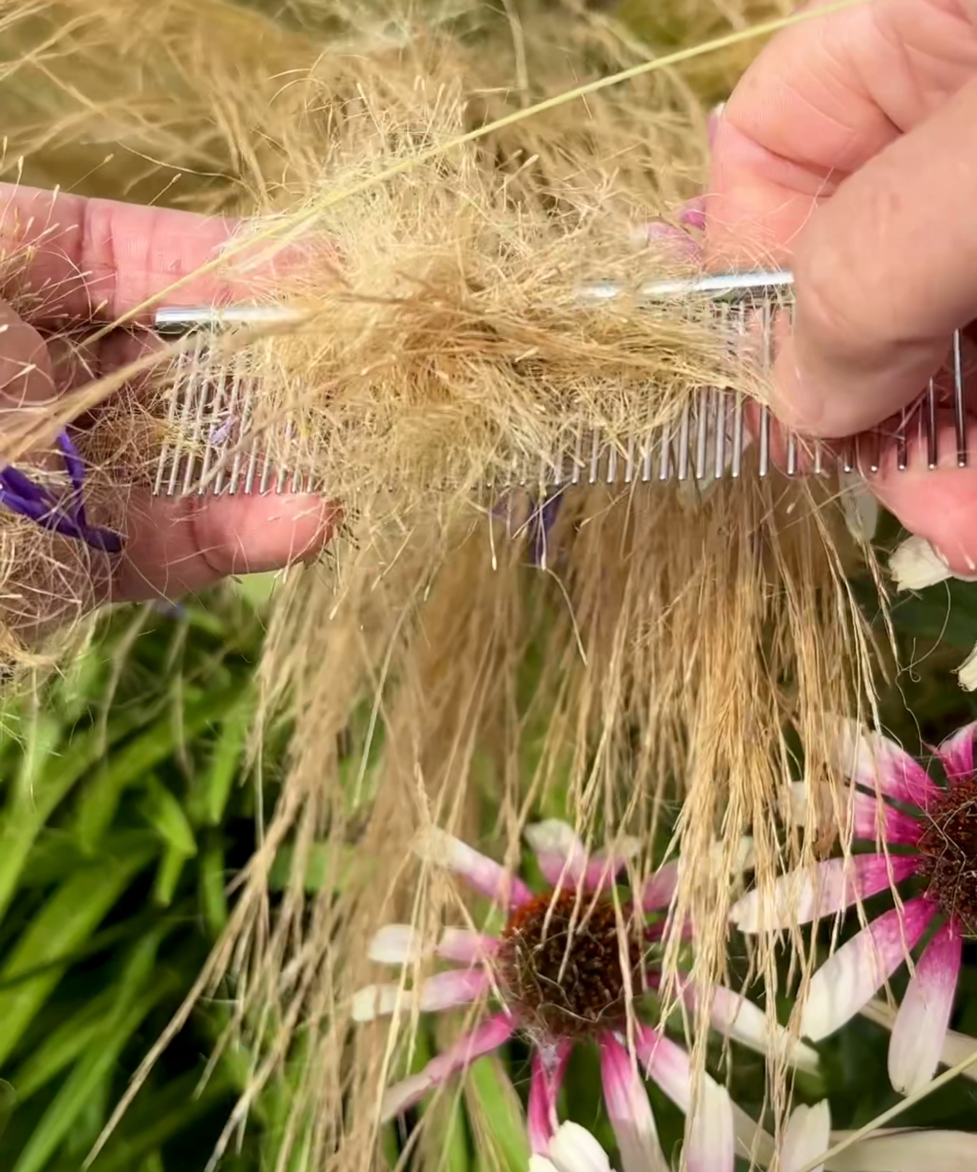 removing excess seedheads from ornamental grasses to reduce self-seeding and weeding