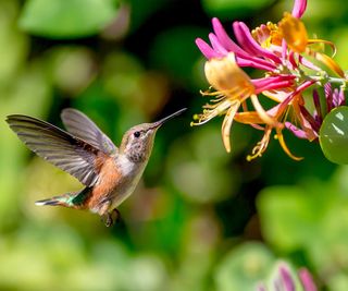 hummingbird and honeysuckle
