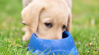 Labrador dog eating from blue food bowl